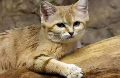 白猫为什么是猫的最底层