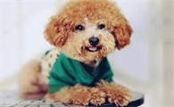 在确定养泰迪犬之前,最好先了解它容易患的6种疾病