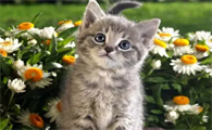 猫咪脖颈处皮 下摸到一个疙瘩