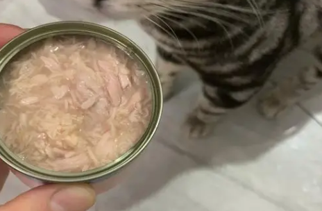 尾巴日记：让猫咪尽享美食，保证充足的营养！