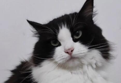 被两个月的小猫挠破了要打针吗