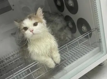 给猫烘干般多少温度