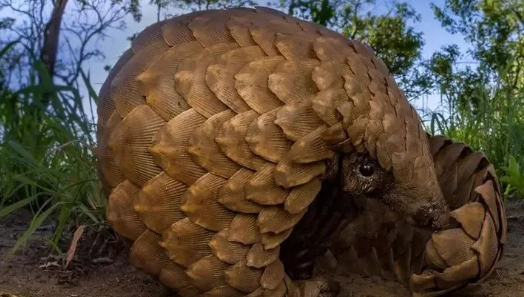 穿山甲鳞片多少钱一克