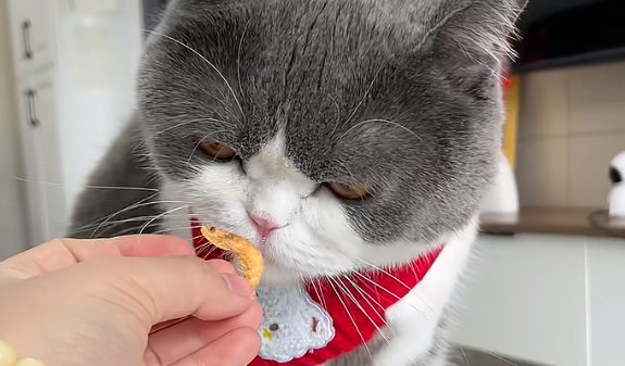 猫咪可以吃小虾米吗 猫咪可以吃小虾米吗