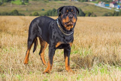 罗威纳犬的二十五个缺点 罗威纳犬的二十五个缺点