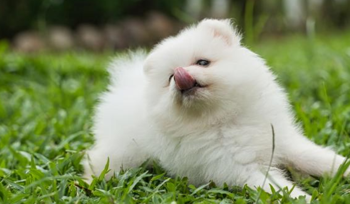 老人养宠物狗好不好 老人养宠物狗好不好