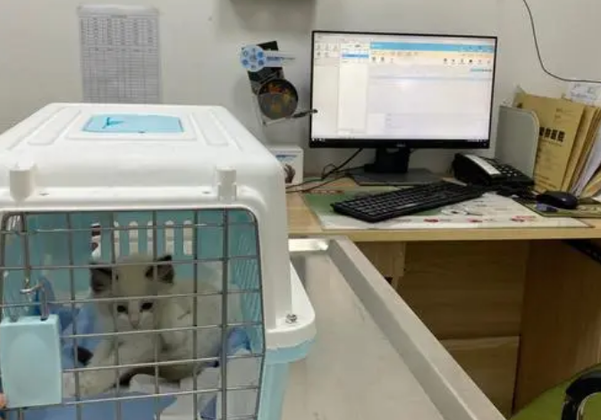宠物医院猫瘟pcr骗局
