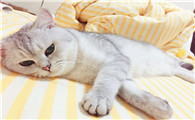 成都一女子喂猫
