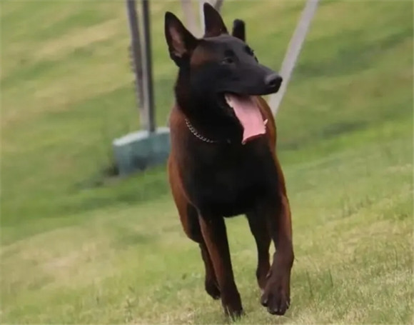 马犬是什么狗,马犬怎么训练? 马犬是什么狗,马犬怎么训练?