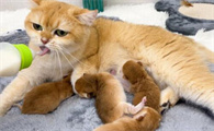 哺乳期母猫突然不吃不喝
