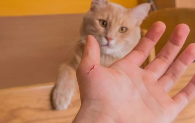 被刚满月的小猫抓伤出血要打针吗