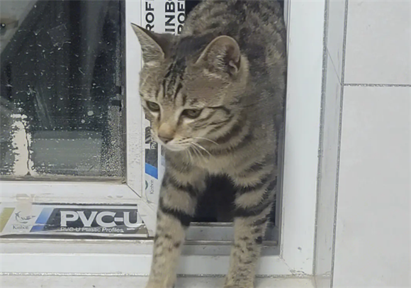 别人家猫来家里有什么预兆