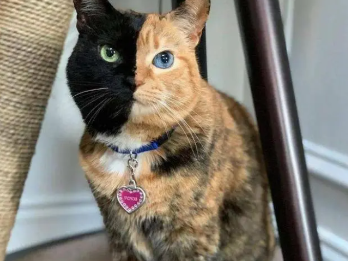 弃养率最高的玳瑁猫,是不是真的一无是处? 弃养率最高的玳瑁猫,是不是真的一无是处?