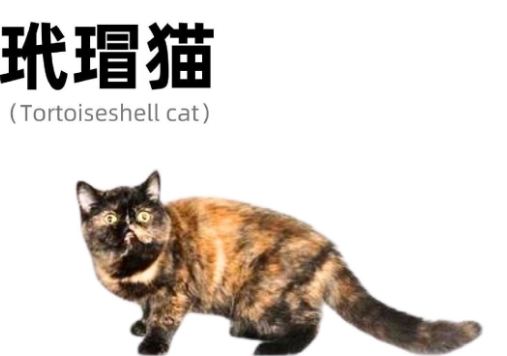 没人养玳瑁猫的原因,让人心疼~ 没人养玳瑁猫的原因,让人心疼~
