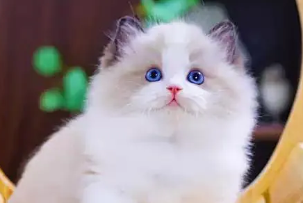 宠物猫有必要打猫三联吗