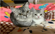 宠物猫能当家猫养吗 吃人饭