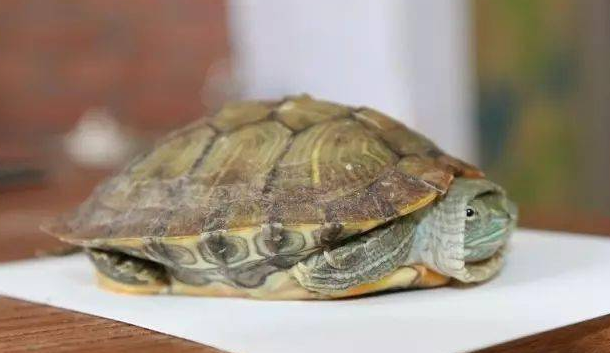 三月份了乌龟还不进食 三月份了乌龟还不进食
