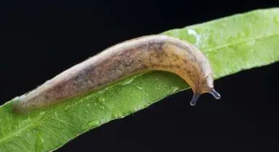 鼻涕虫是怎样子的