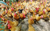 什么鸡下蛋有营养