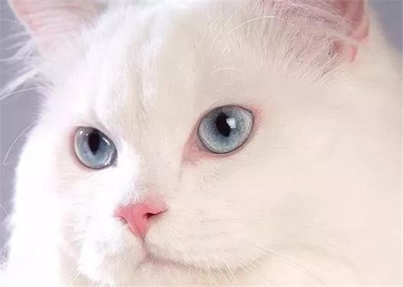 揭秘!中国哪种猫竟能赢得世界认可? 揭秘!中国哪种猫竟能赢得世界认可?