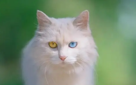 白色的猫有哪些品种