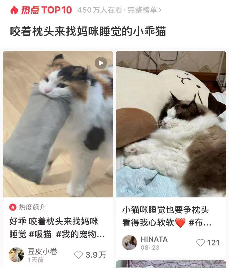 小乖猫咬着枕头陪主人共眠，萌翻小红书网友