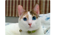 冰蓝色眼睛的猫