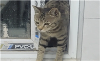 别人家猫来家里有什么预兆