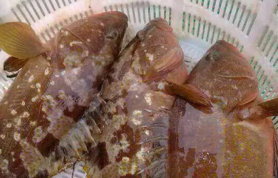 石斑鱼有小刺吗