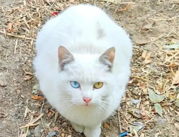 揭秘白色异瞳猫，蓝眸白毛，独特魅力令人着迷的品种