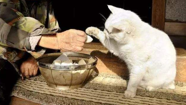 养猫对老年人的好处有哪些