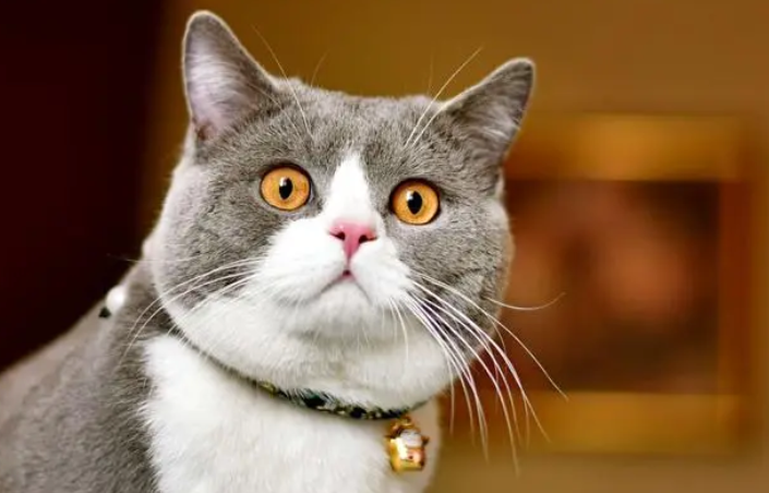 4个月小猫一般多重