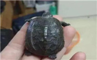 乌龟八月份开始不怎么吃东西了