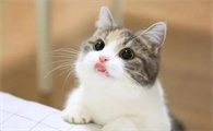 猫可不可以吃虾仁