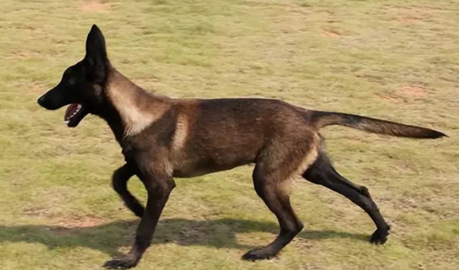 为什么黑马犬比其他颜色贵?这里有答案! 为什么黑马犬比其他颜色贵?这里有答案!