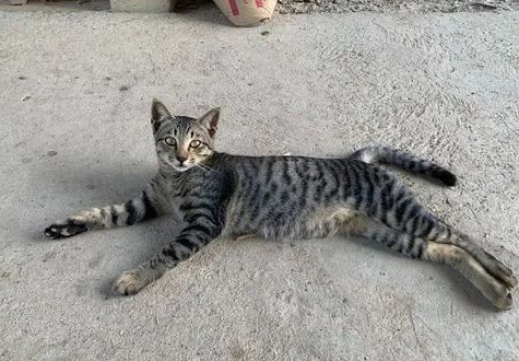 田园猫中,谁的战斗力最强? 田园猫中,谁的战斗力最强?