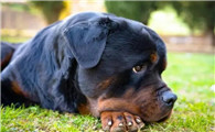 罗威纳,国内禁养却仍受追捧的犬种魅力何在?