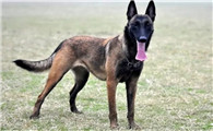 为什么马犬要比德牧要好?6个原因告诉你!