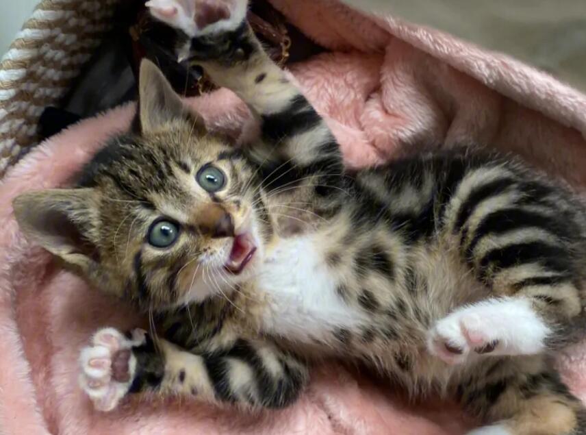 2个月大的猫咪可以吃虾仁吗 2个月大的猫咪可以吃虾仁吗