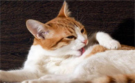 猫可以吃柚子嘛