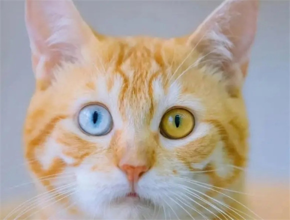 解密猫异瞳,美丽背后的科学原理! 解密猫异瞳,美丽背后的科学原理!
