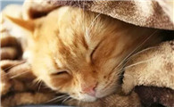 四个月五斤的猫正常吗