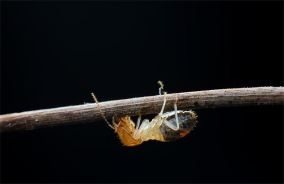 菜园有白蚁用什么方法 菜园有白蚁用什么方法