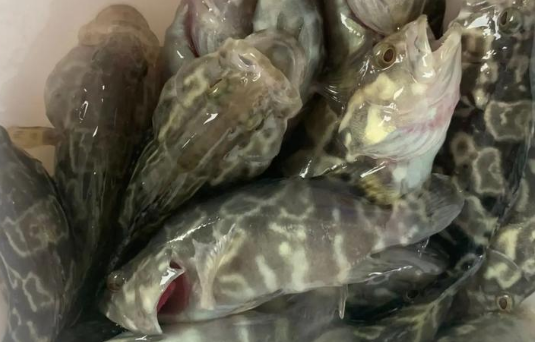 石斑鱼价格是多少钱一斤