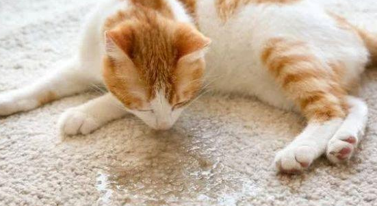 不让猫进卧室就在门口拉尿