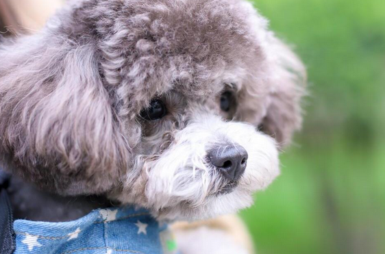 泰迪是什么犬种？速来了解~