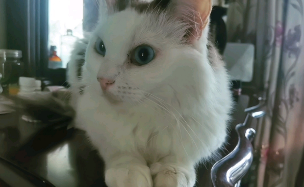 不小心踩到小猫了有事吗