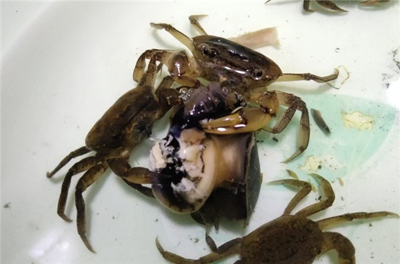 福寿螺可以喂螃蟹吗 福寿螺可以喂螃蟹吗