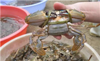 海蟹一斤多少个