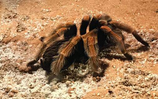老人用虫子养蜘蛛